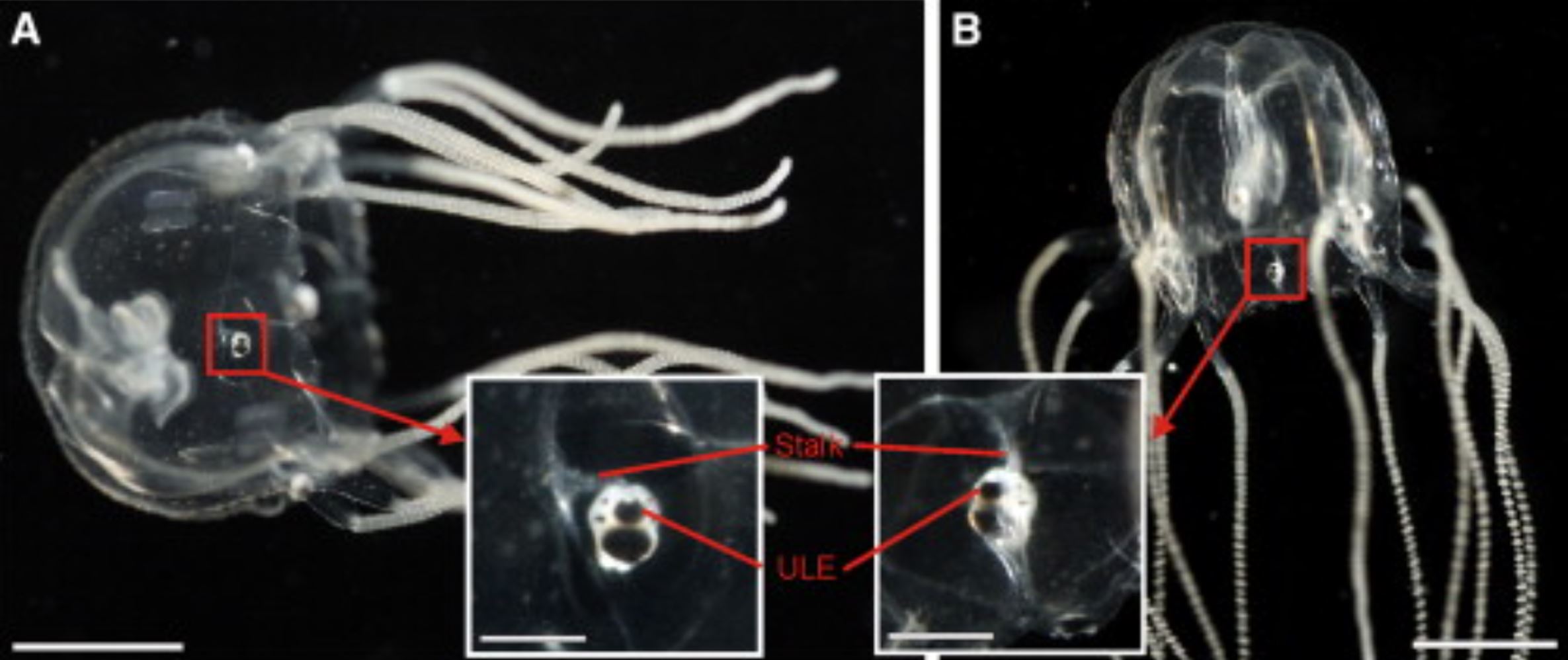 扉写真　Gram et al., (2011)